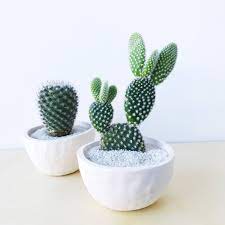 So misting it every 4~ 7 days can be done too in place of watering it. Olive Cactus Plant Handmade Ceramic Planter Handmade Etsy Indoor Cactus Plants Cactus Plants Cactus Planter