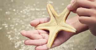 Shown here very wet and dry. Why We Should Not Take Starfish Out Of The Water The Costa Rica News
