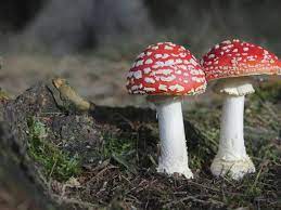 Maybe you would like to learn more about one of these? Varieta Di Funghi Velenosi Paginemediche