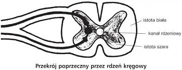 Czy ręczna satysfakcja z wózka inwalidzkiego jest związana z aktywnym stylem życia i uczestnictwem u osób z uszkodzeniem rdzenia kręgowego? Regulacja Nerwowo Hormonalna Budowa Ukladu Nerwowego Biologia Opracowania Pl