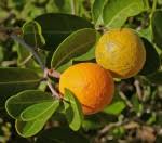 Image result for Salacia leptoclada