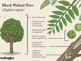 Plants adversely affected by being grown near black walnut trees exhibit symptoms such as foliar yellowing, wilting, and eventually death. How To Identify The Common Black Walnut Tree
