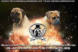 Find The Bullmastiff Breeder And Bullmastiff Puppy From World S No 1 Seller Black River Bullmas Bullmastiff Puppies For Sale Bullmastiff Breeders Bull Mastiff