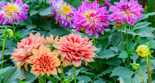 Plant them and with minimal attention they'll continue to reward you every year with a dazzling display. What S New Summer Flowering Bulbs For 2021 English Gardens