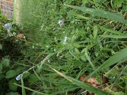 Lentil is adapted to cool growing conditions, and the young plants are tolerant of spring frosts. Growing Lentils Plants Forum At Permies