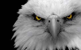Maybe you would like to learn more about one of these? Quotes About Eagle Eye 21 Quotes