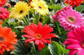 Untuk orang awam, bunga gerbera hanyalah tanaman hias outdoor yang sering digabungkan oleh jenis tumbuhan lainnya dalah bouquet bunga. Keunikan Bunga Gerbera Dan Bunga Daisy Tws Florist