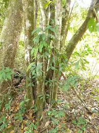 Image result for Dactyladenia