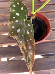 Image result for Brownleea maculata