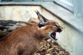 Caracal usa is a subsidiary of caracal international and the exclusive manufacturer of caracal® products in the united states. Wustenluchs Karakal Caracal Kostenloses Foto Auf Pixabay