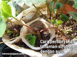 Pertanyaan Yang Sering Disampaikan Para Pembudidaya Tanama Stroberi Tentang Cara Memperbanyak Tanaman Stroberi Agar Cepat Berbuah Dan Bagaimana Stroberi Tanaman