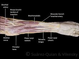 Knitted elbow brace compression sleeve supports forearm tendons & muscles. Muscles Of The Anterior Forearm Flexion Pronation Teachmeanatomy