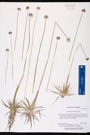 Image result for Eriocaulon schimperi