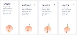Thick body hair is called androgenic hair because its growth depends on the production of androgens, a unisex hormone found in both men and women. How To Talk About Hair Loss At The Salon Paloma Health
