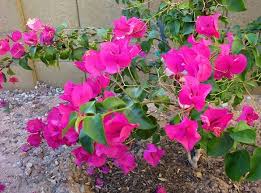 Check spelling or type a new query. Growing Bougainvillea In Phoenix Arizona