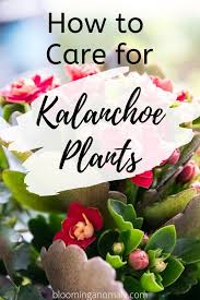 How To Care For Kalanchoe Plants In 2020 Plant Care Houseplant Kalanchoe Flowers Plants