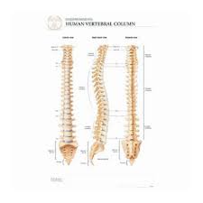 Body Scientific International Post It Anatomy Of Human Vertebrae Chart