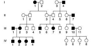 Ptc Pedigree