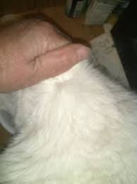 If the injections are stopped, cats lose their. Short Needles Vs Not As Short Needles Feline Diabetes Message Board Fdmb