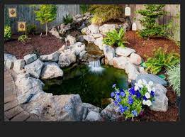 Tidak heran jika ikan koi yang hidup pada air hijau cenderung memiliki warna yang lebih cerah daripada dikolam biasa. Cara Membuat Kolam Ikan Koi Untuk Pemula