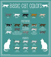 Cat Colors Chart Google Search Cat Colors Cats Color