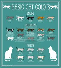 cat colors chart google search cat colors cats color