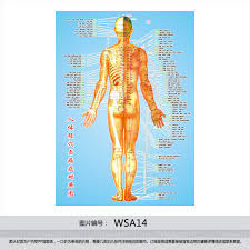 Buy Made Of Human Body Acupuncture Points Chart Flipchart