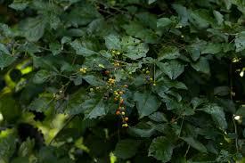 Image result for Allophylus africanus