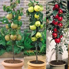We did not find results for: Buy Miniature Patio Fruit Tree Collection J Parkers