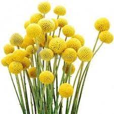 Craspedia Flower Oil Best Flower Wallpaper
