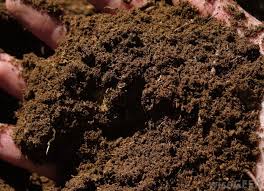 But what is peat moss, where does it come from, and is it really sustainable? What Is Peat Moss With Pictures