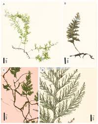 Image result for Polyphlebium borbonicum