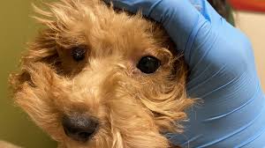 Image result for scabies dogs detail