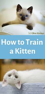 How To Train A Kitten Oliveknows Training A Kitten Raising Kittens Kitten Care
