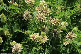 Image result for Cicer