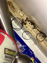 Detritus worms are typically long and very narrow and will occasionally free swim in the water column. Found These White Worms In Kitchen Cupboard Help Whatsthisbug