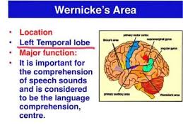 Broca S Area Vs Wernicke S Area Vce Psychology Youtube Aphasia Wernicke S Area Aphasia Therapy