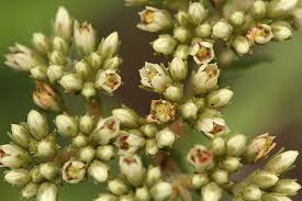 Image result for Crassula alba