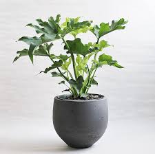 What is a hope philodendron? Rare Tree Philodendron Philodendron Selloum Little Hope 6 Only Garden Streets