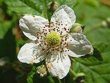 Check spelling or type a new query. Blackberry Wikipedia