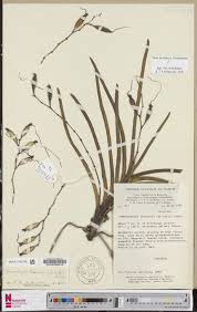 Image result for Summerhayesia