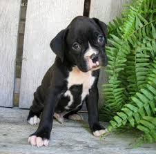 Boxer Puppy Cute Ares Needs A Black Boxer Friend Boxerpuppies Boxer Dogs Funny Cute Boxer Puppies Boxer Dogs