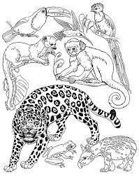 792x612 amazon rainforest coloring pages animal colouring pages coloring. Umbrella Mural Small Animals Rainforest Animals Animals Animal Coloring Books