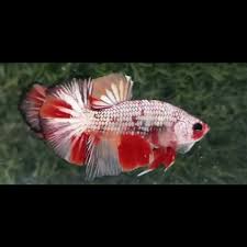 © disediakan oleh kompas.com mini kontes betta independen di jalan rahkuta sembiring, kecamatan siantar martoba. Jual Jual Ikan Cupang Hias Jenis Nemo Cooper Jakarta Barat Kenziefisher16 Tokopedia