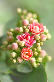 Kalanchoe Calandiva Prettier Flowers Than A Regular Kalanchoe But Just As Easy To Care For Learn More At Https Www Houseplan Guzel Cicekler Cicek Kaktus