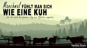Stirbt ein langjähriger kollege, haben die ehemaligen arbeitskollegen häufig das bedürfnis, den hinterbliebenen zu kondolieren. Wie Eine Kuh Lustige Spruche Uber Doofe Menschen