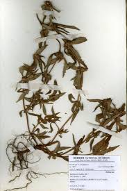 Image result for Spermacoce ruelliae