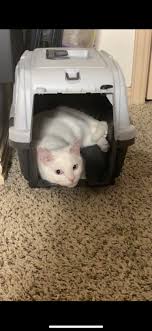 UPDATE CAT FOUND!!:) MISSING CAT REWARD OFFERED!! Last seen in Lasater  Ranch near Wheatfield Ln. My sweet luna is still missing but I have not  given up hope of her safe return!