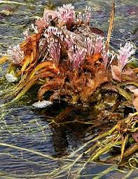 Image result for Podostemaceae