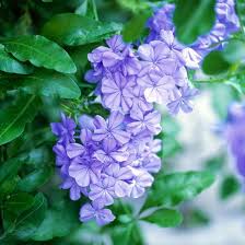 Maybe you would like to learn more about one of these? 15 Container Garden Plants That Will Thrive In Summer Heat Heat Tolerant Plants Container Gardening Plants
